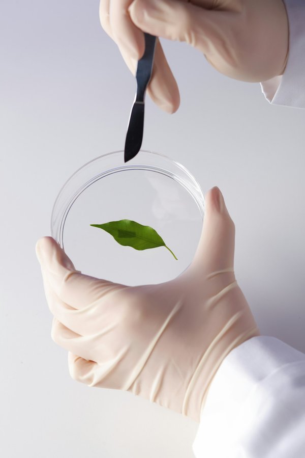 ¿Qué plantas perennes son las más recomendables para bordes de jardín en zonas semiáridas?